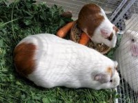 /album/nejvetsi-veci-na-svete/nejvetsi-morce-jpg/